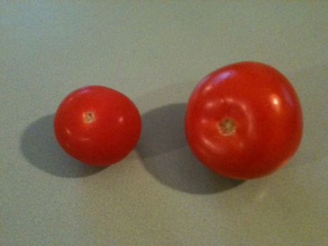dutch tomatoes dutch tomatoes